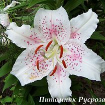 Лилия Восточная 