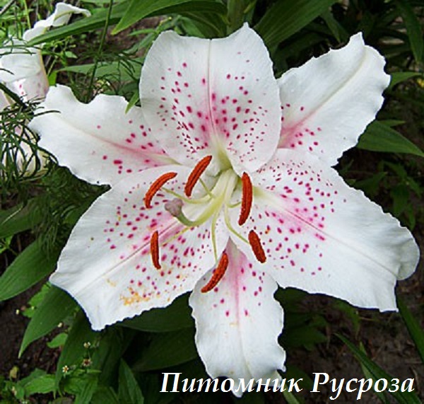 Лилия Восточная 