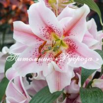 Лилия Восточная 