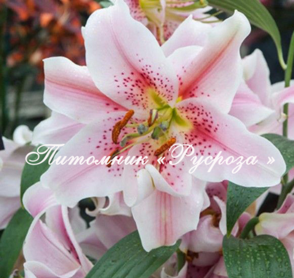 Лилия Восточная 