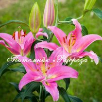 Лилия Восточная 