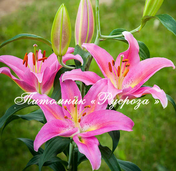 Лилия Восточная 