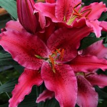 Лилия Восточная 