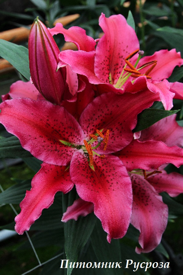 Лилия Восточная 