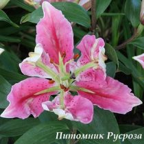 Лилия Восточная 