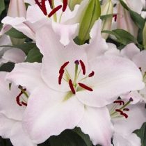 Лилия Восточная 