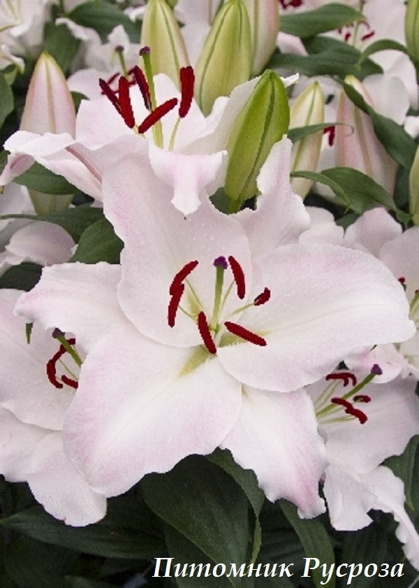 Лилия Восточная 