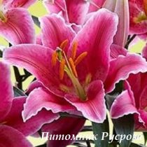 Лилия Восточная 