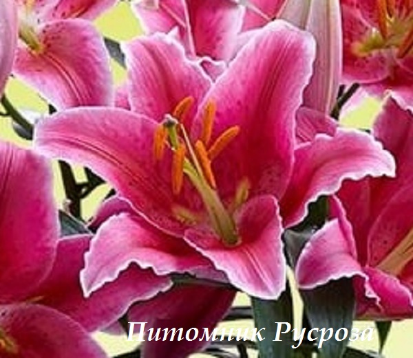 Лилия Восточная 