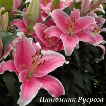 Лилия Восточная 