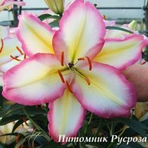 Лилия Восточная 