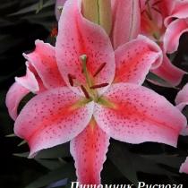 Лилия Восточная 