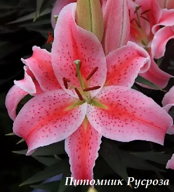 Лилия Восточная 