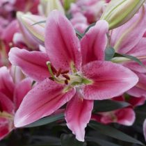 Лилия Восточная 