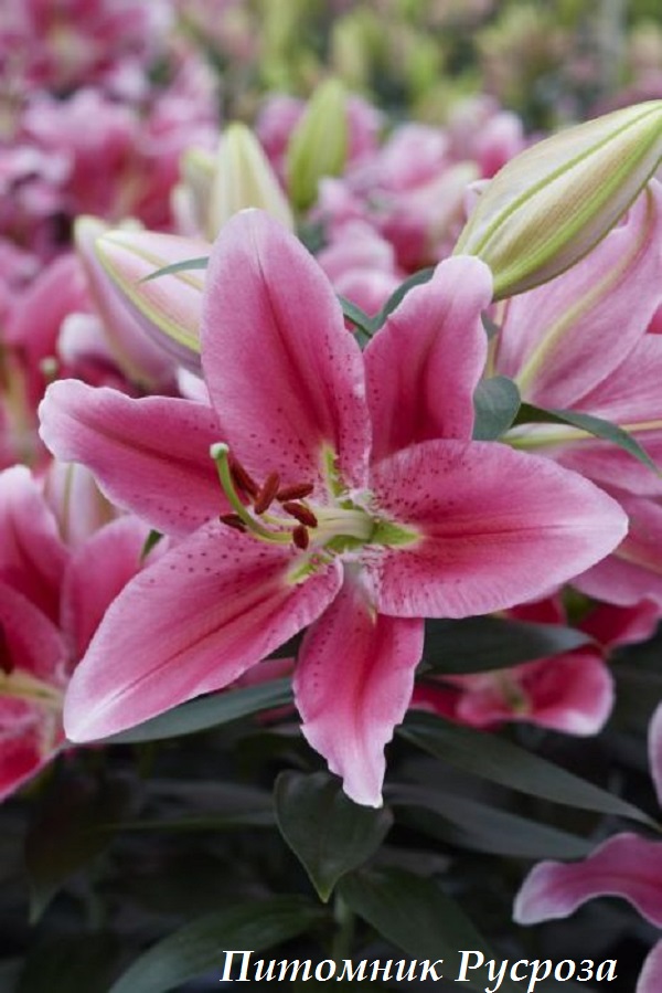 Лилия Восточная 