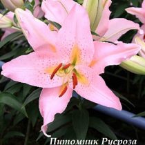 Лилия Восточная 