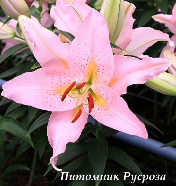 Лилия Восточная 