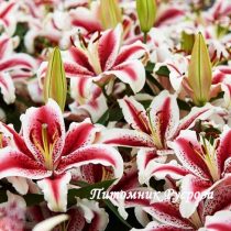 Лилия Восточная 