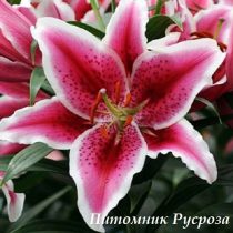 Лилия Восточная 