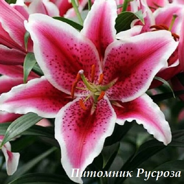 Лилия Восточная 