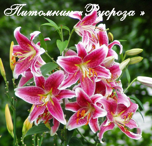 Лилия Восточная 