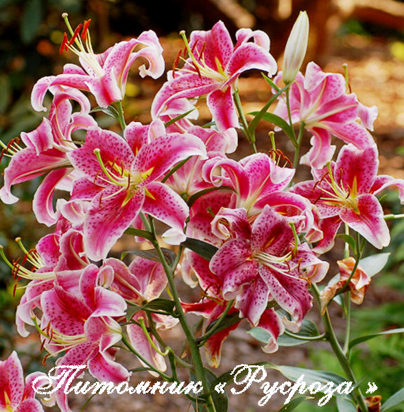 Лилия Восточная 