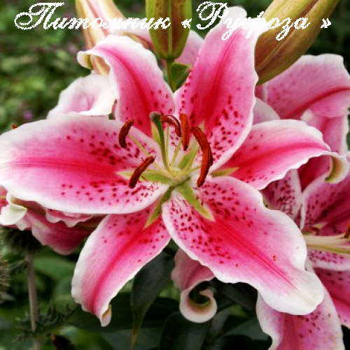 Лилия Восточная 