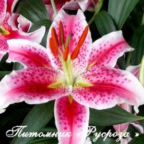 Лилия Восточная 