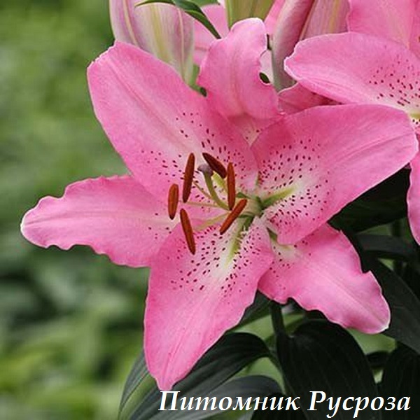 Лилия Восточная 