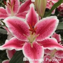 Лилия Восточная 