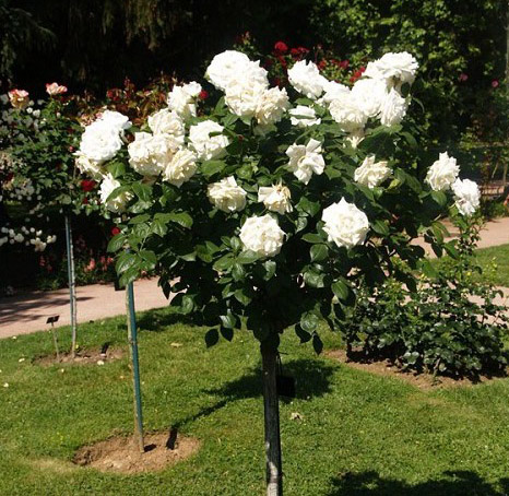 ANNAPURNA (DORBLAN) ШТ 90-110