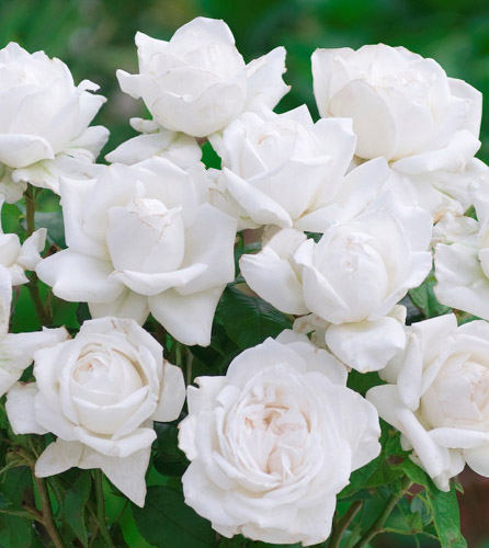 ANNAPURNA (DORBLAN) ШТ 90-110