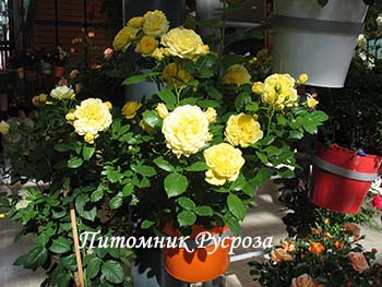ANNY DUPERAY (YELLOW MEILOVE) ШТ 80-90