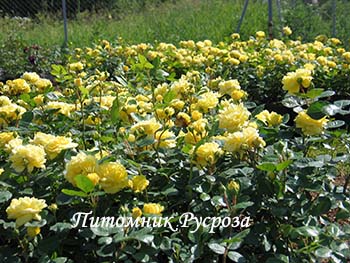 ANNY DUPERAY (YELLOW MEILOVE) ШТ 70