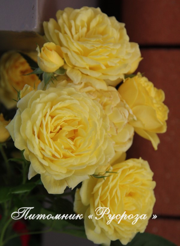 ANNY DUPERAY (YELLOW MEILOVE) ШТ 70