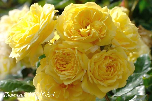 ANNY DUPERAY (YELLOW MEILOVE) ШТ 100