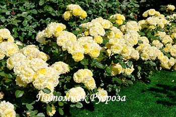 ANNY DUPERAY (YELLOW MEILOVE) ШТ 100