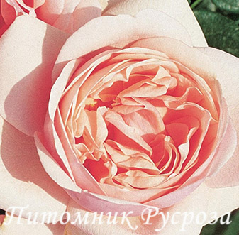 APHRODITE ШТ 90-100