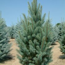 Ель колючая 