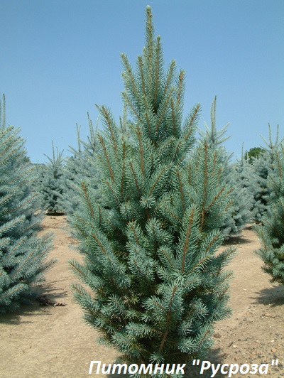 Ель колючая 