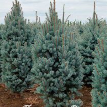 Ель колючая 