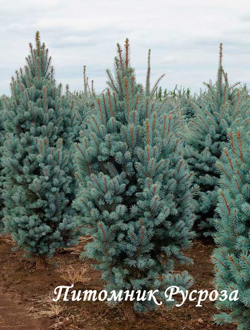 Ель колючая 