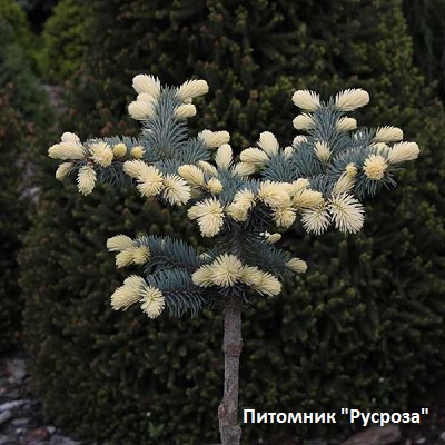 Ель колючая 