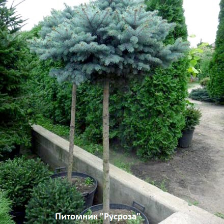 Ель колючая 