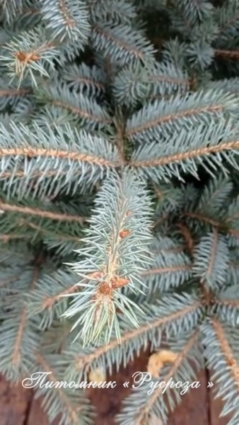 Ель колючая 