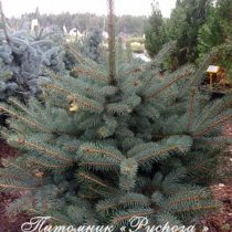 Ель колючая 