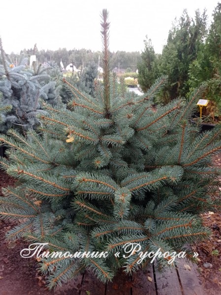 Ель колючая 