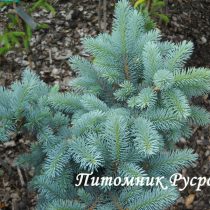 Ель колючая 