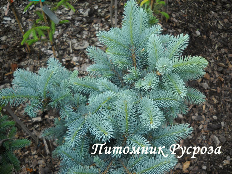 Ель колючая 