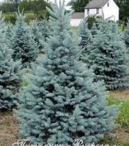 Ель колючая 